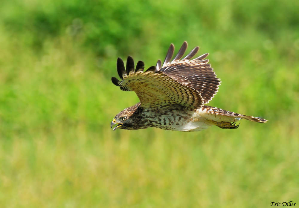 Red Shouldered Hawk
