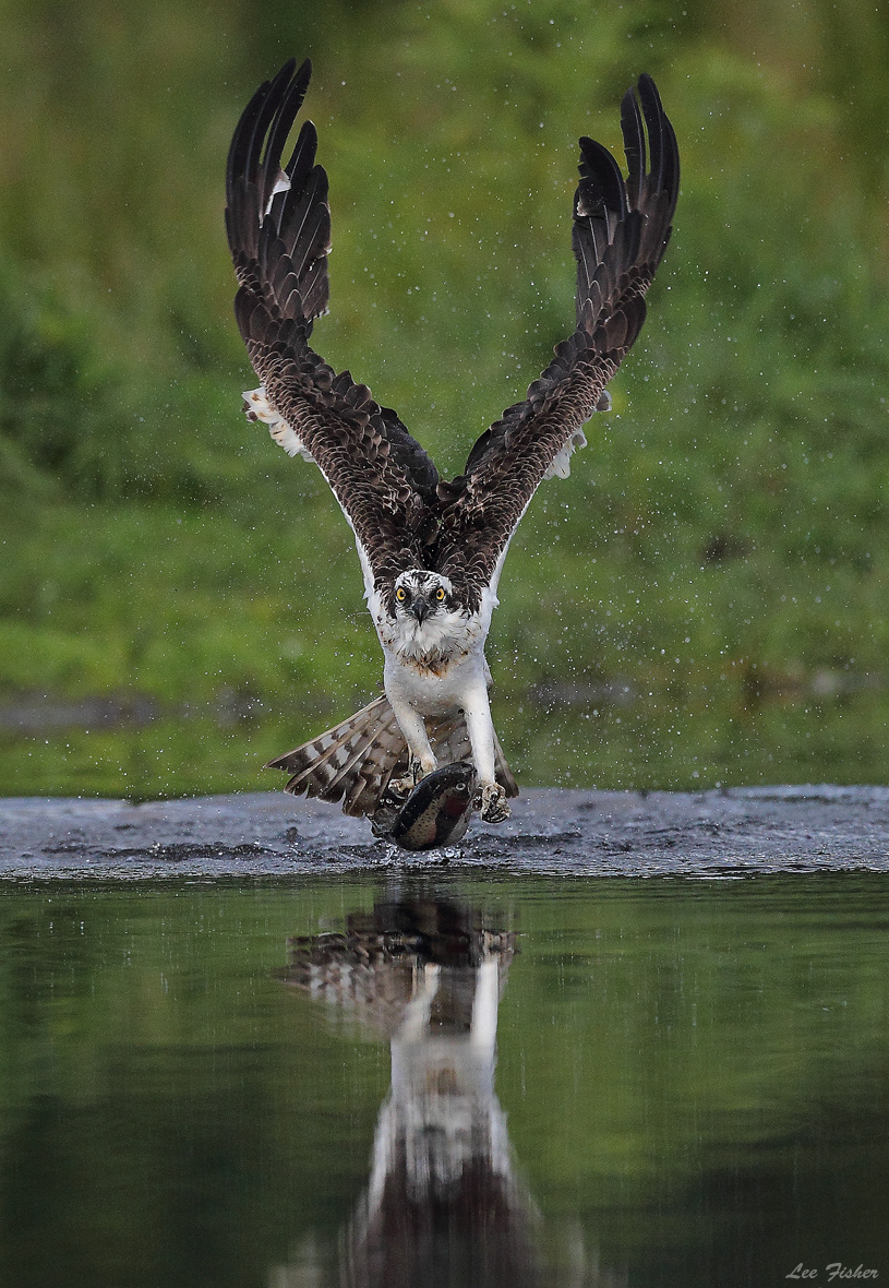 Avian - 1st Place Winner