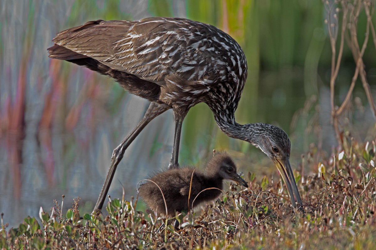 Limpkin with Chick