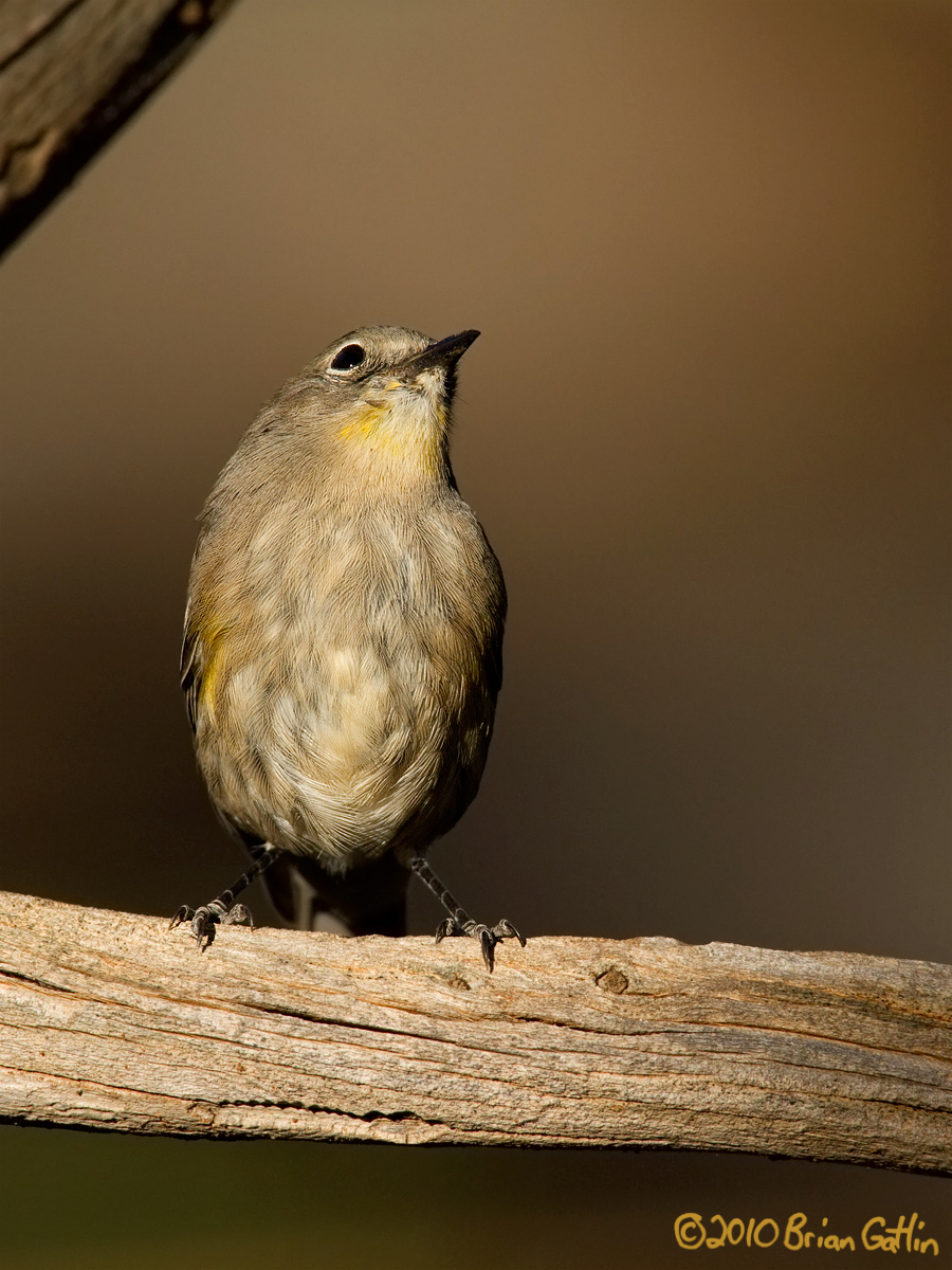 Yellow-rump Looking Up