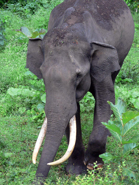 Tusker
