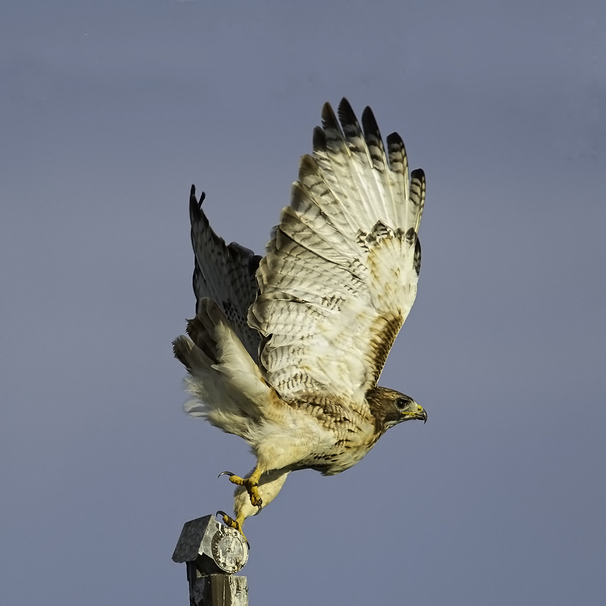 Red Tail Lift Off