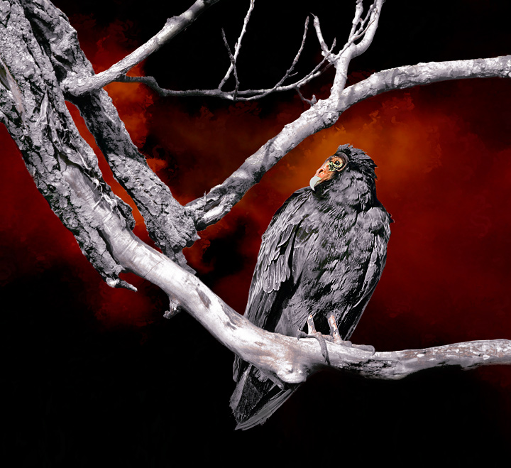 Vulture