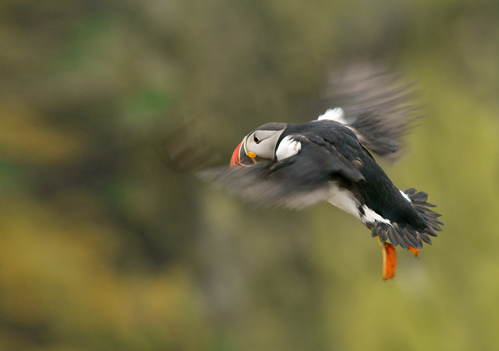 Puffin in flight