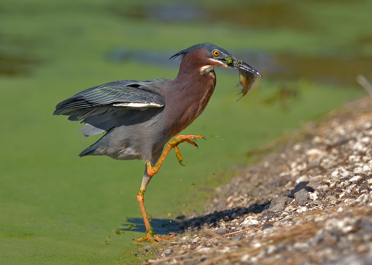 Green Heron