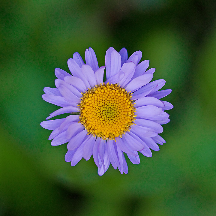 Floating Wildflower
