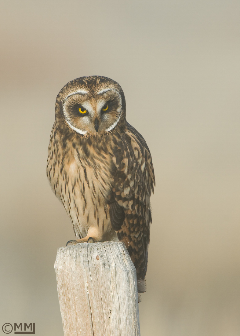 Short-eared Owl in a fog