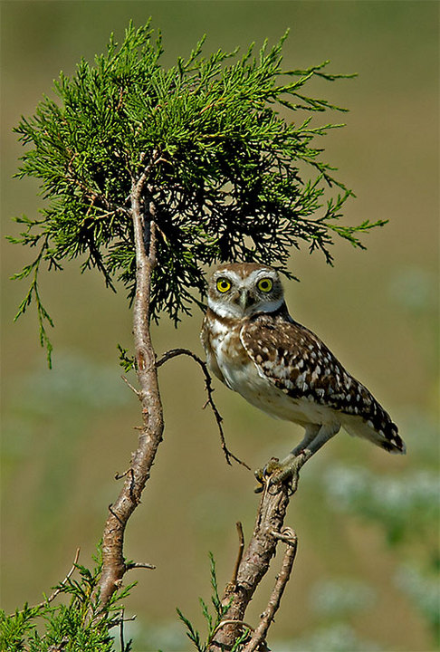 Burrowing Owl