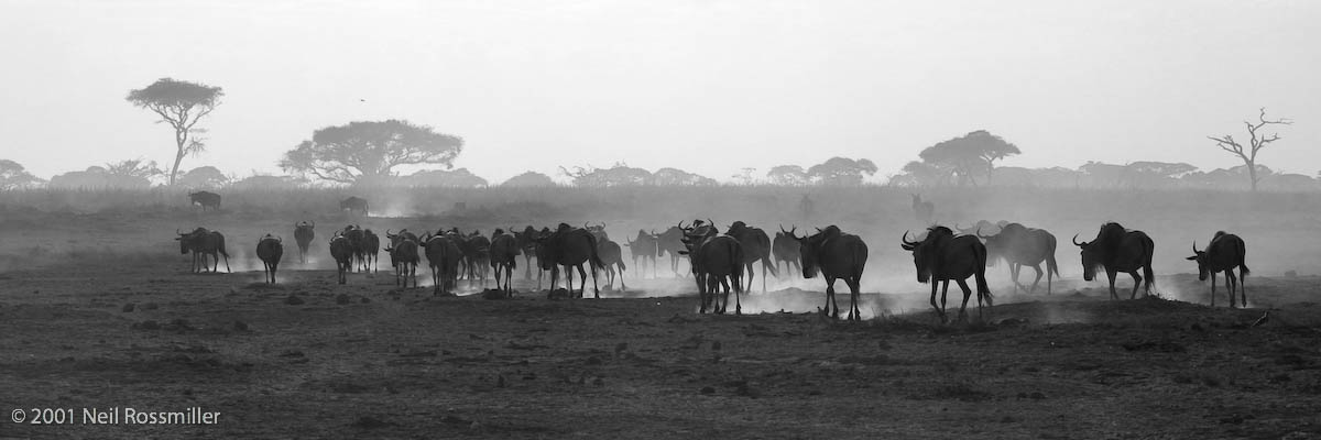 Wildebeest and wind II