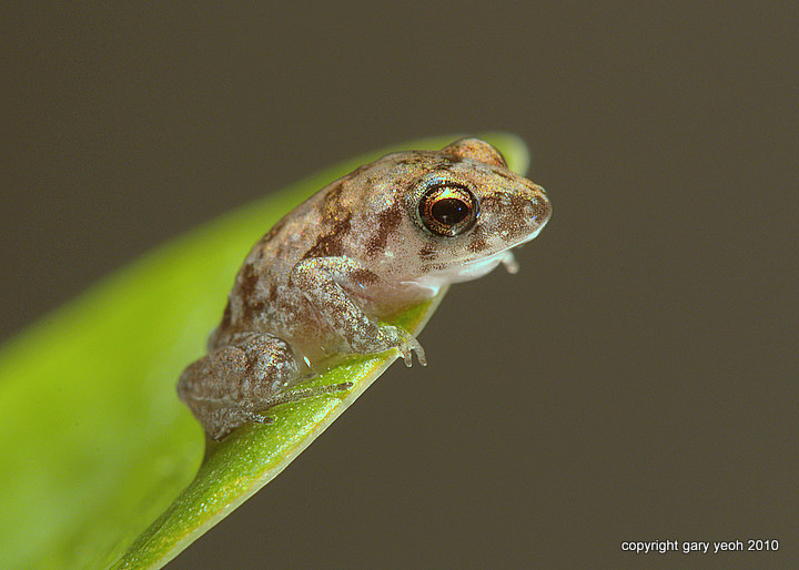 Brown tree frog
