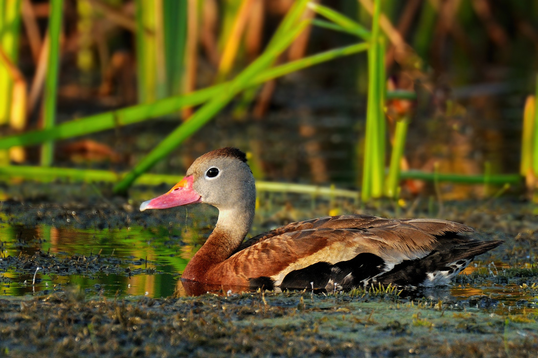 BBWD in habitat
