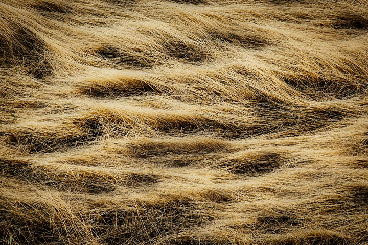 Trump's Hair