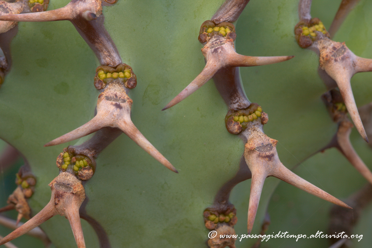 Thorns