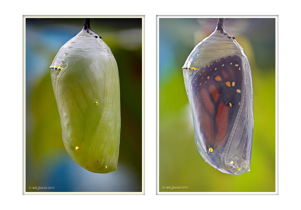 Metamorphosis -Chrysalis