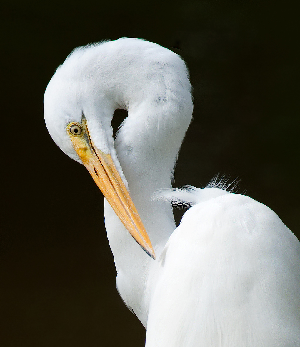 Preening Egret