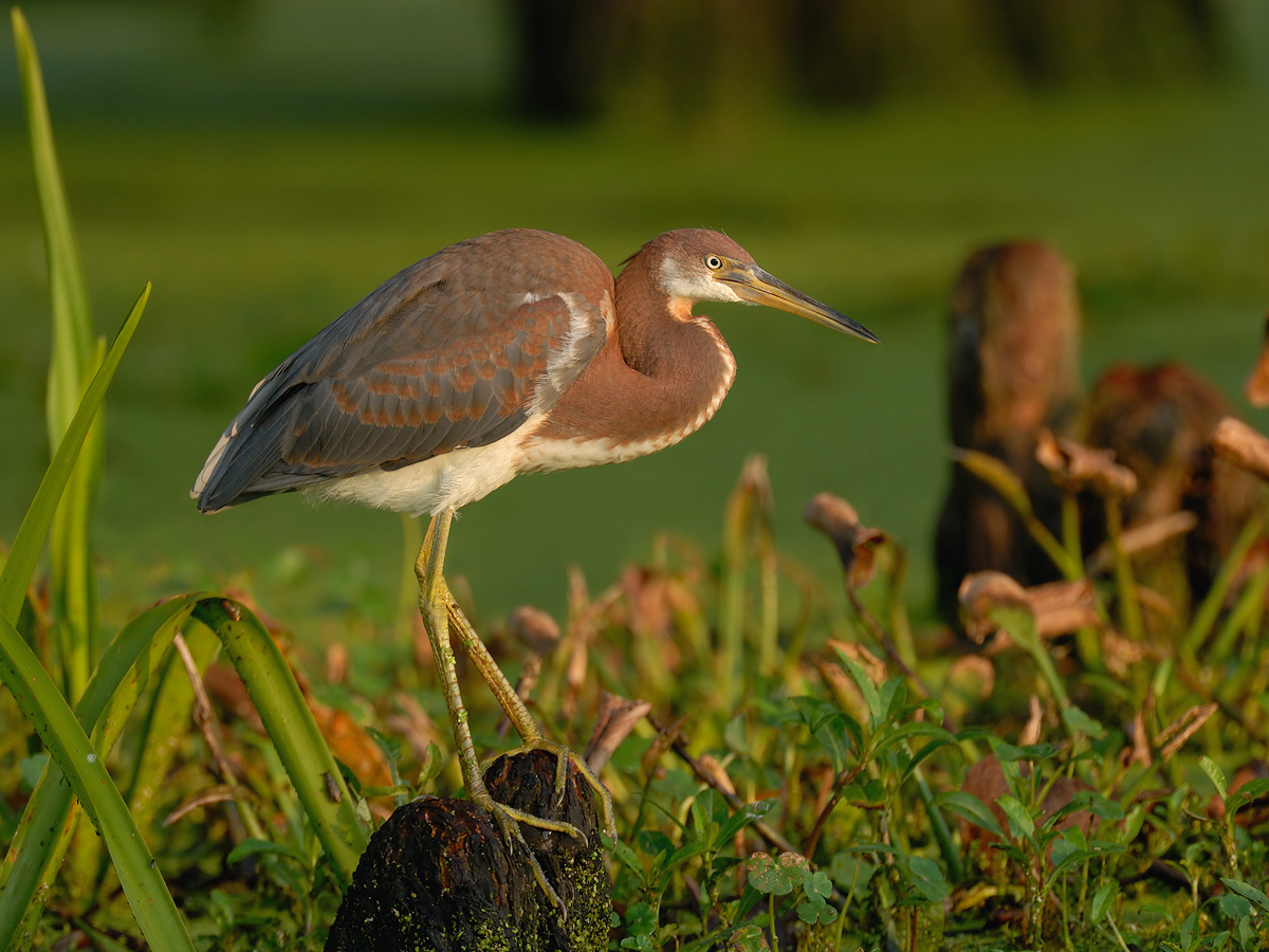 Tri-colored Heron (Juv)