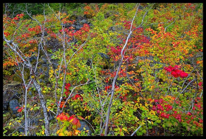 Vine Maple Palette