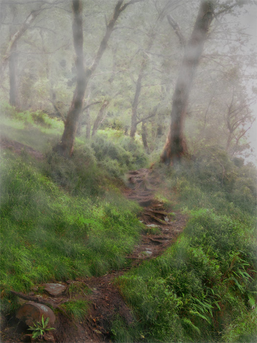 Into the Woods