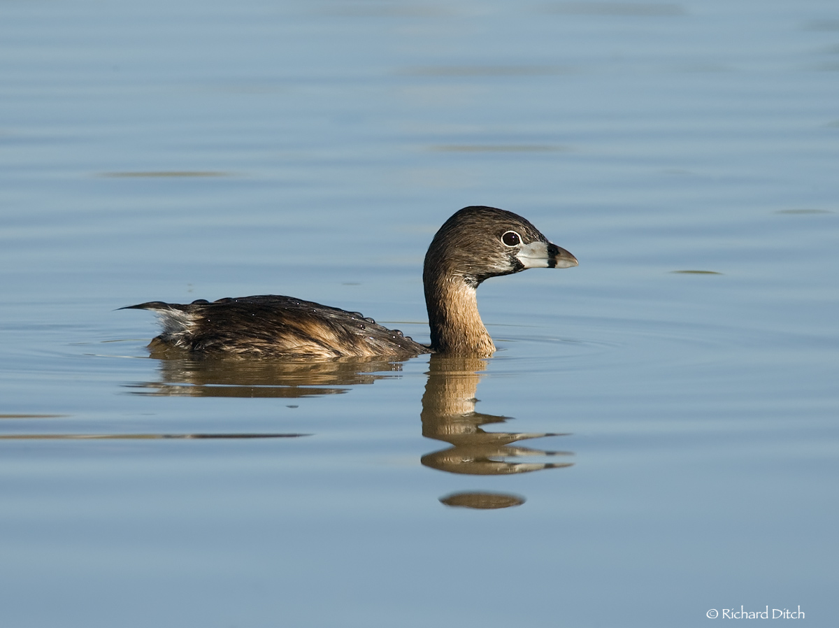 Pied-billed Grebe