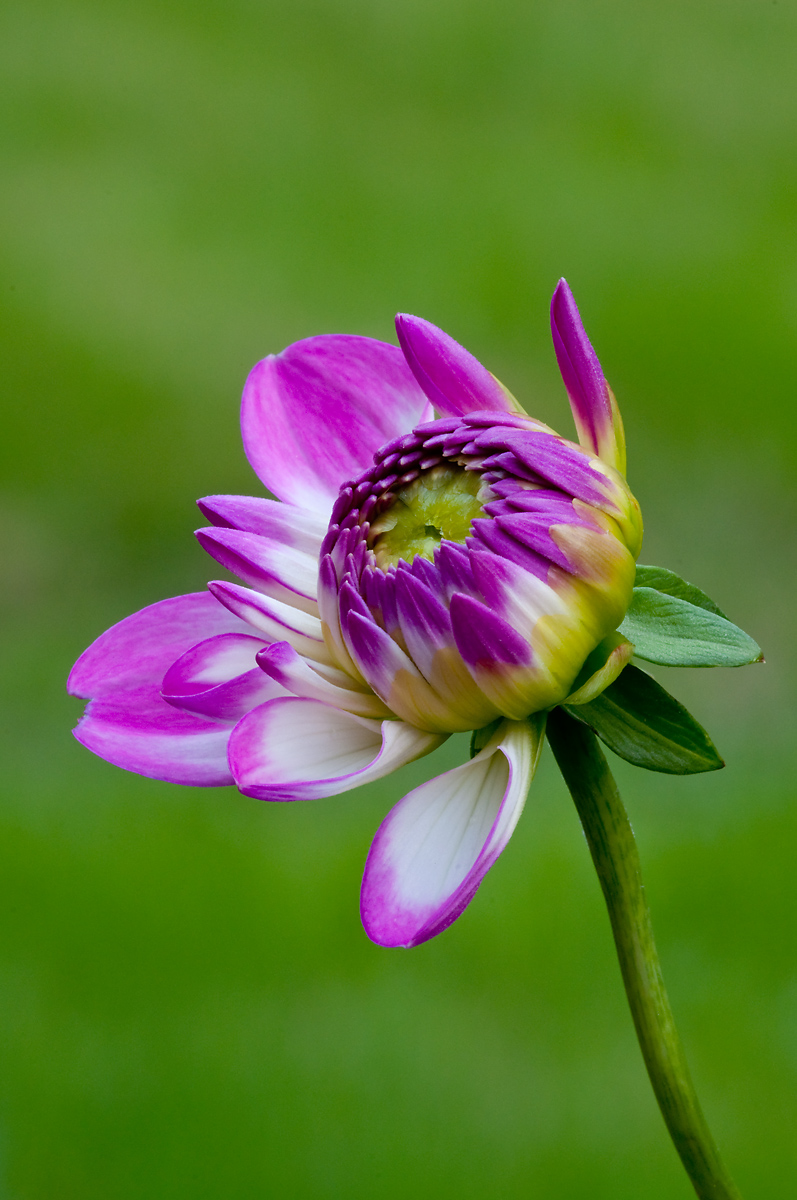 Dahlia Portrait
