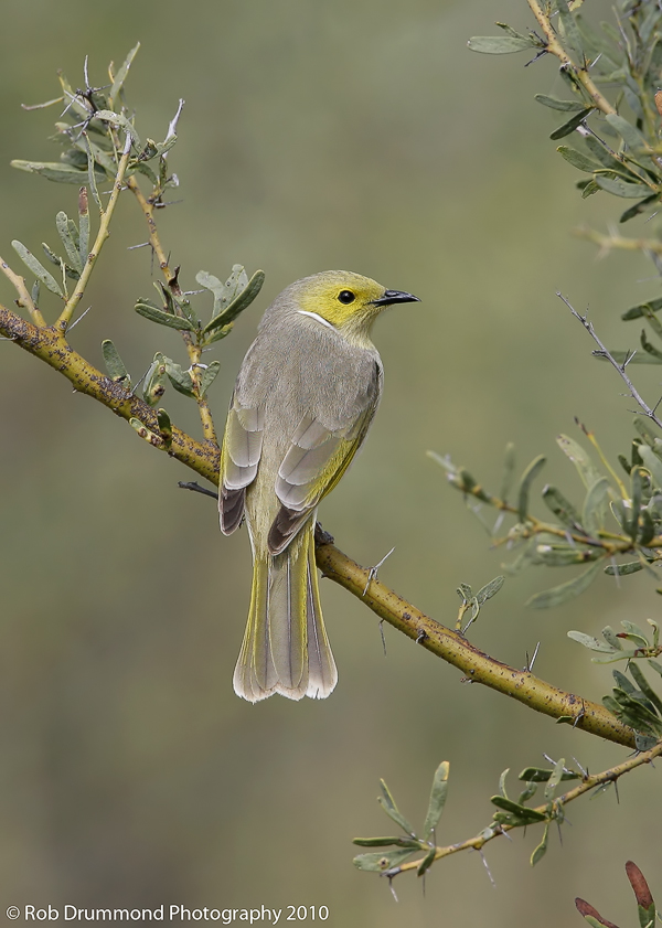 White-plumed Honeyeater