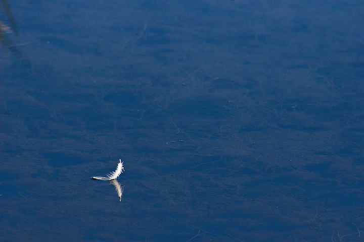 Feather