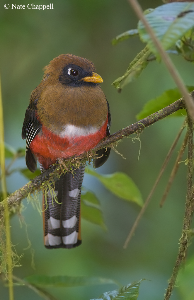 Masked Trogon, female