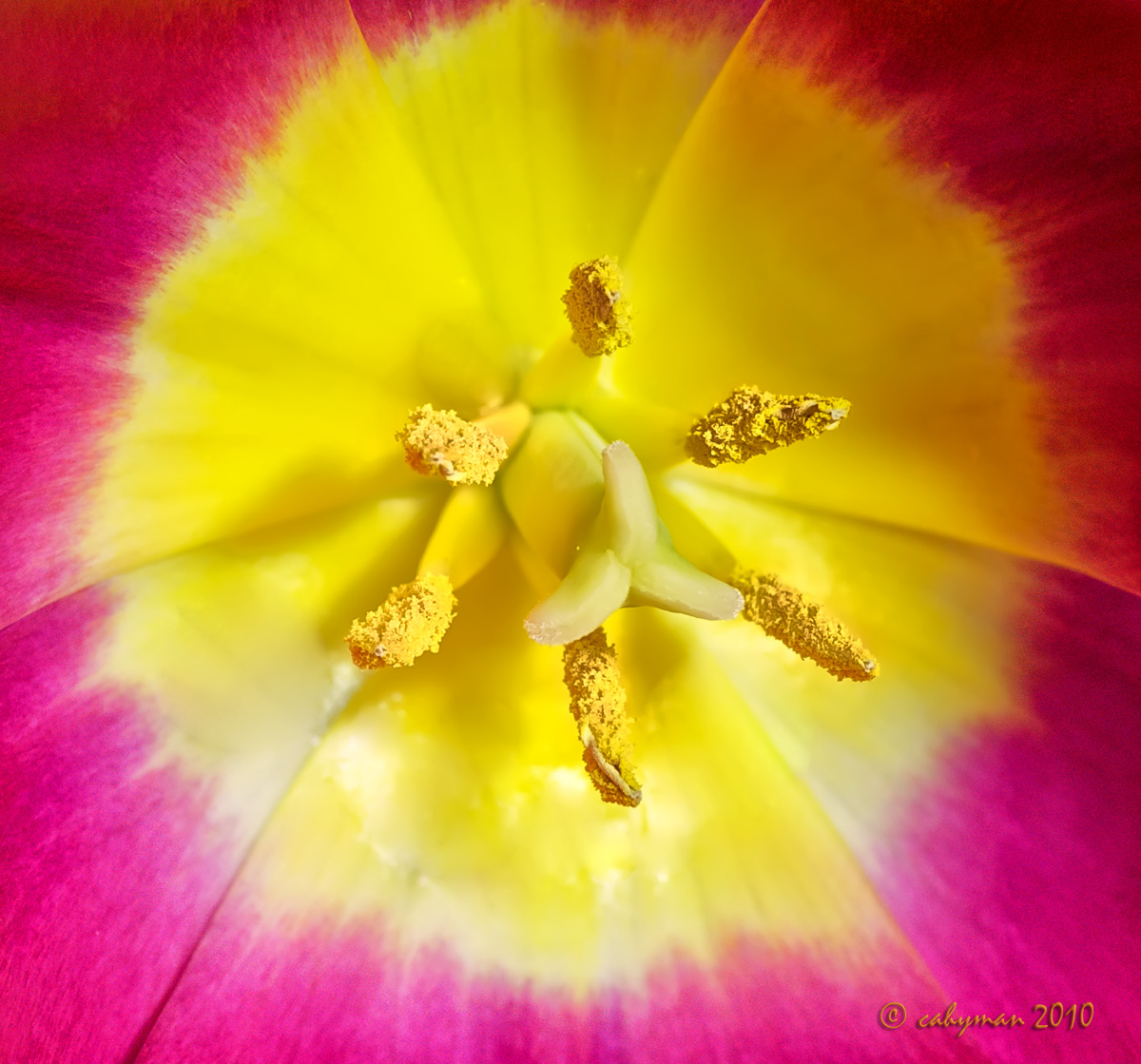 REPOST - tulipe avec des couleurs