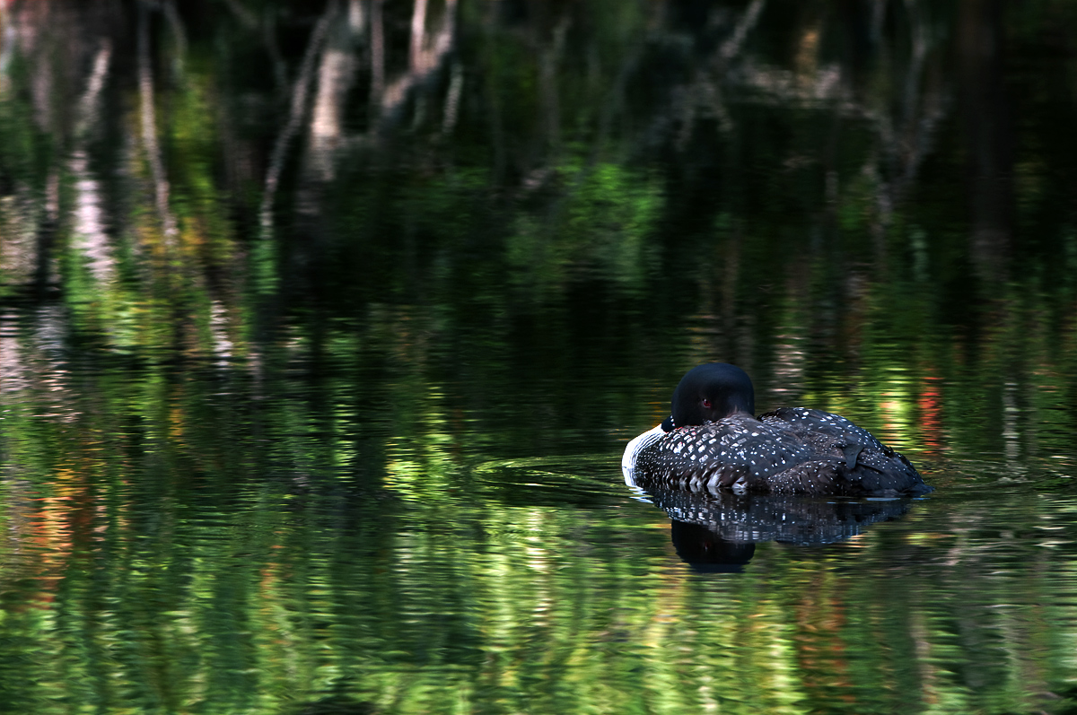 Resting Loon