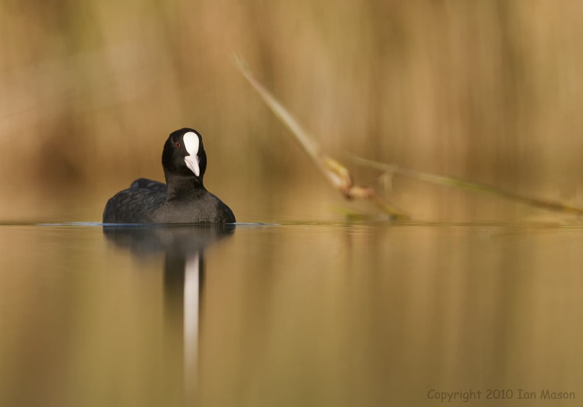 Coot