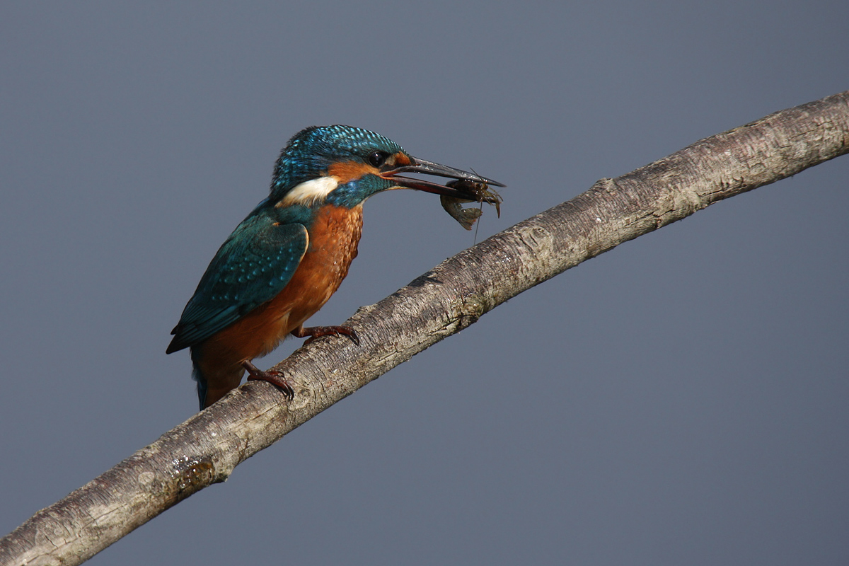Kingfisher + repost