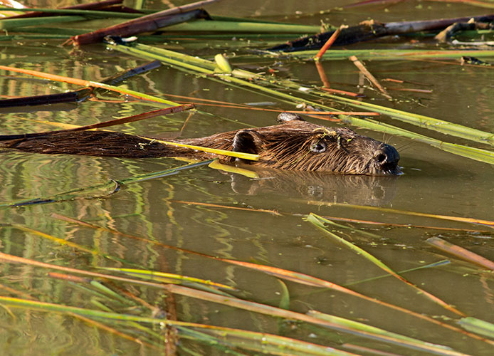 Beaver