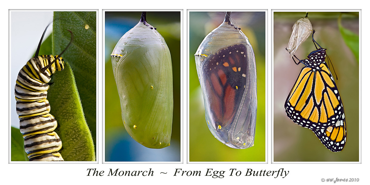 Metamorphosis - Complete