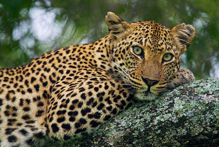 Leopard