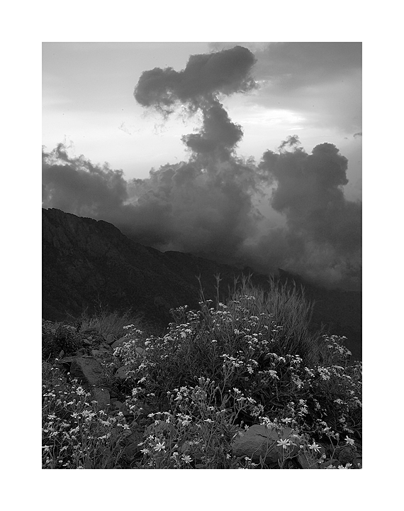 Mountains Flowers
