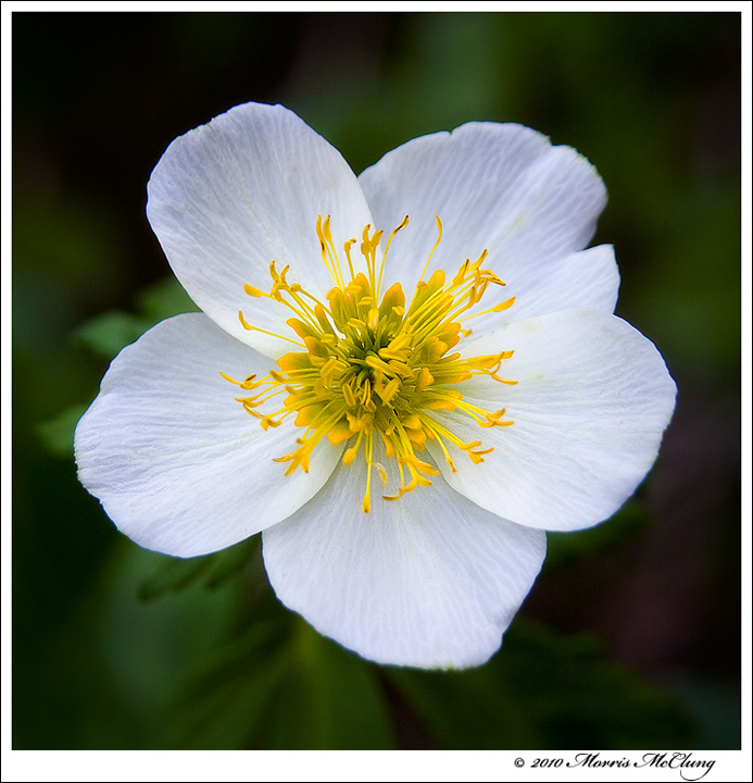 Marsh Marigold