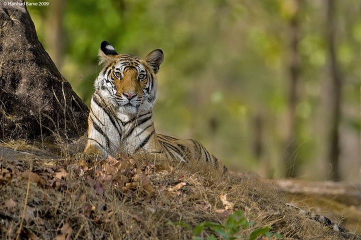 International Tiger Day