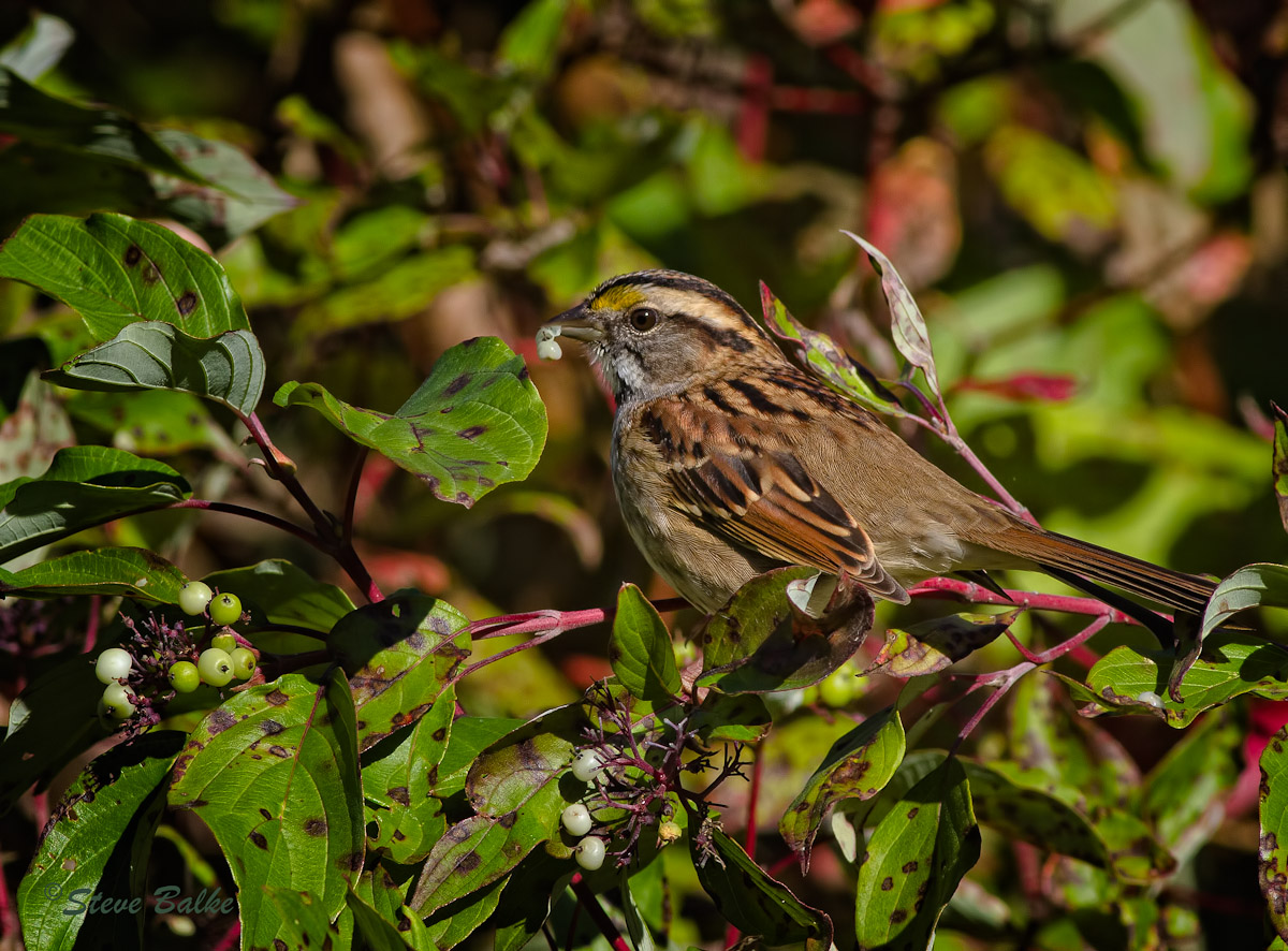 White-throated Sparrow