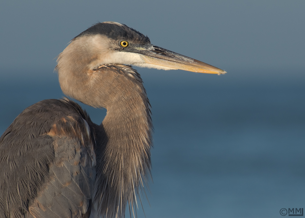 Young Great Blue Heron