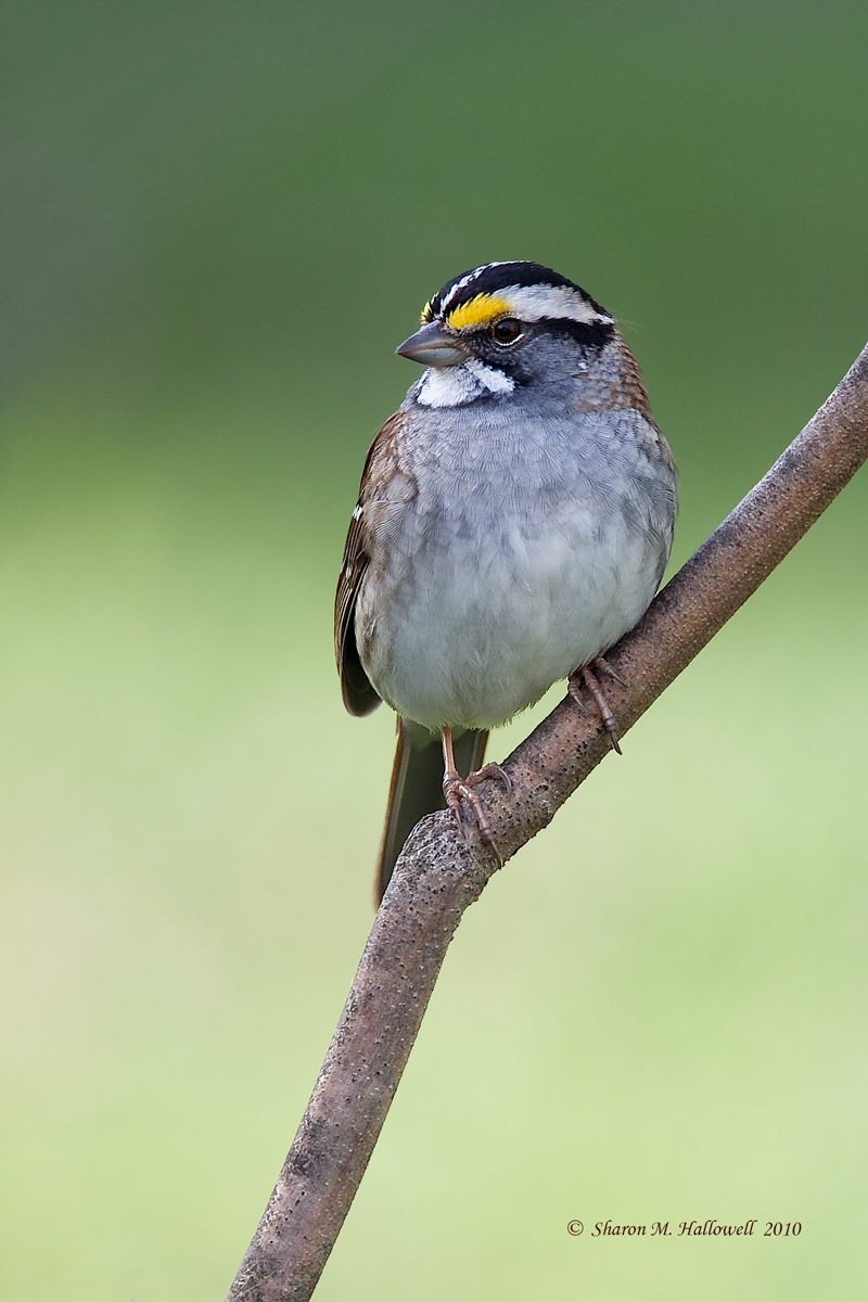 WTSparrow
