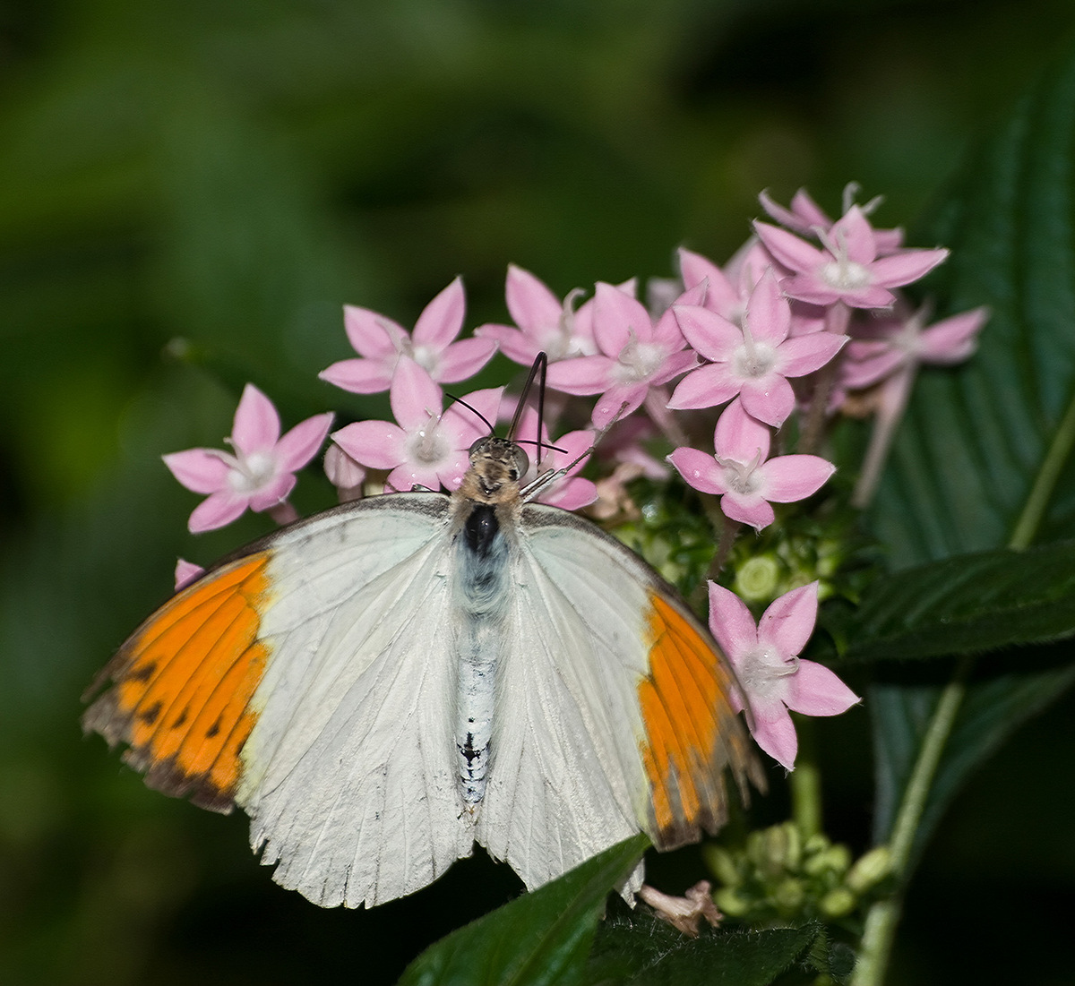 butterfly