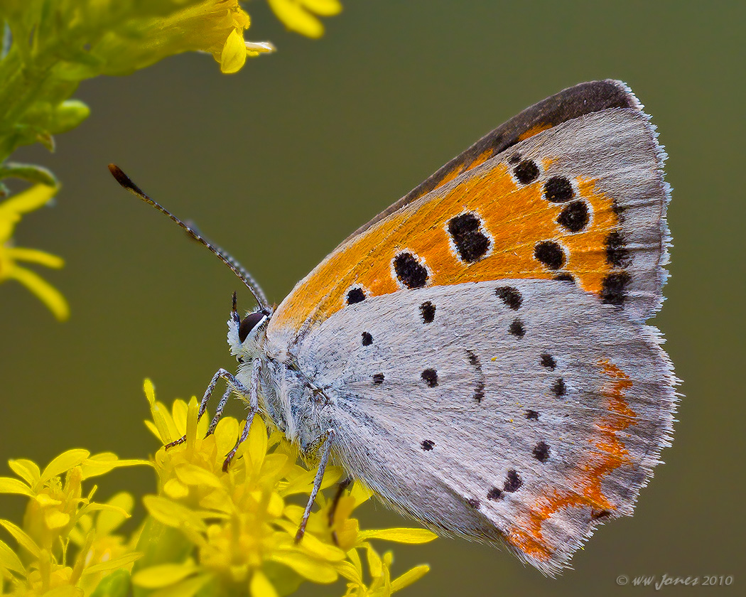 American Copper