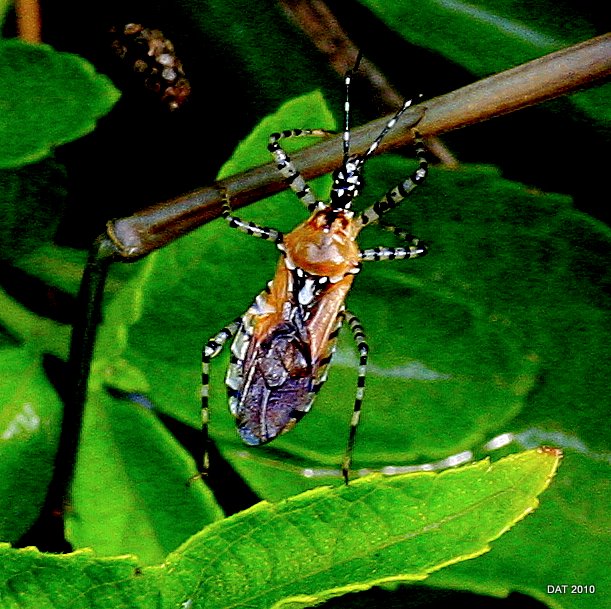 Mantis & assassin bug(?)