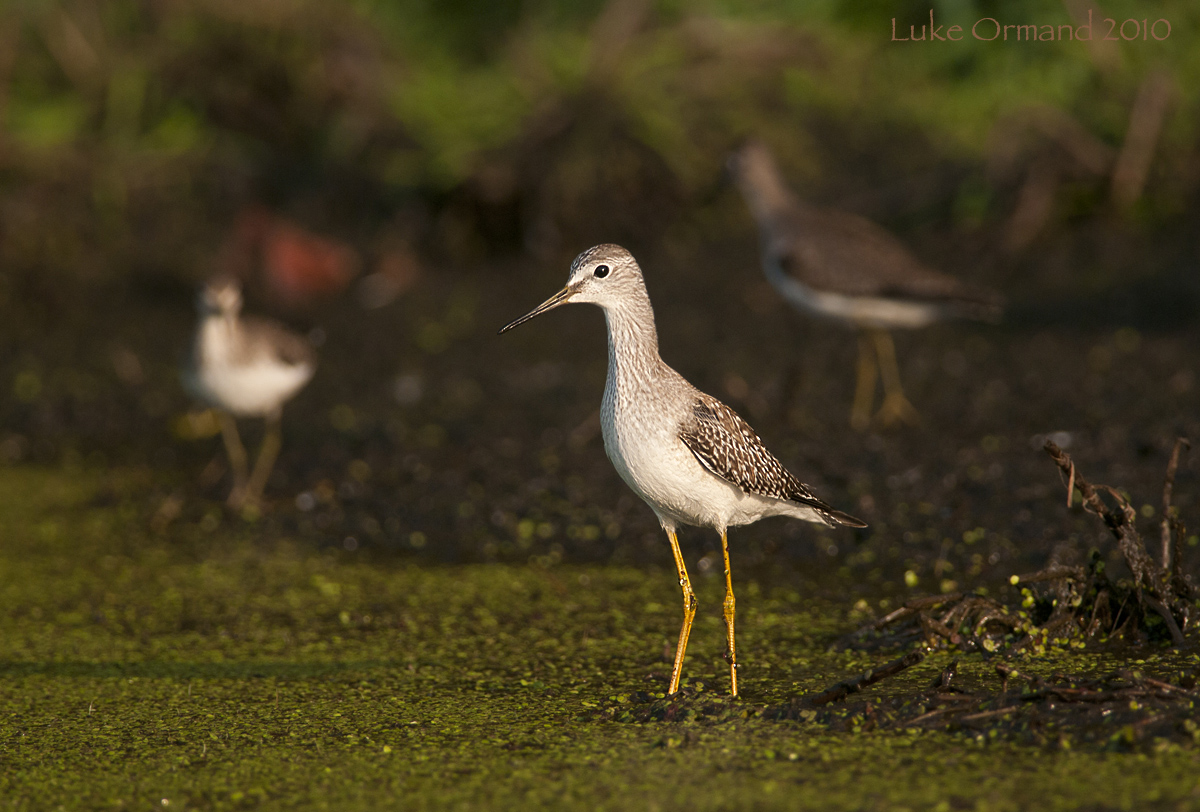 Lesser Yellowlegs