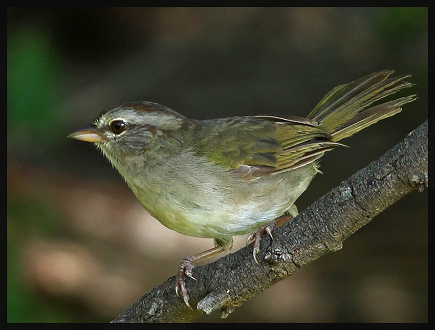 Olive Sparrow with Repost