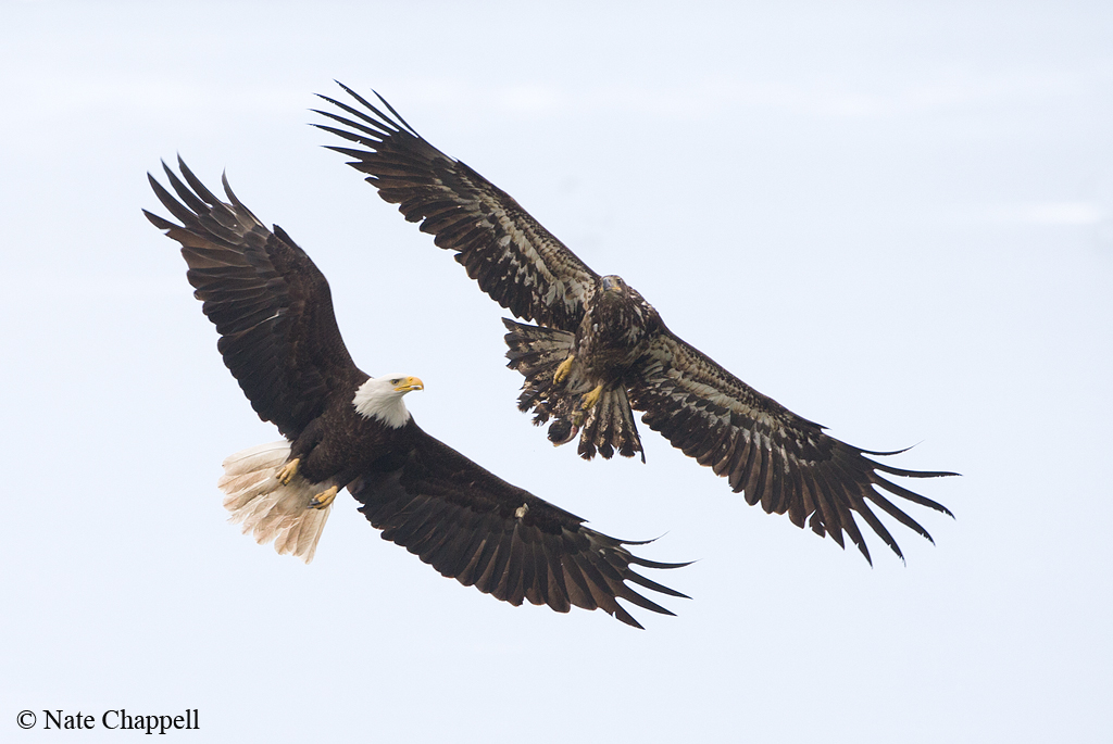 Bald Eagles