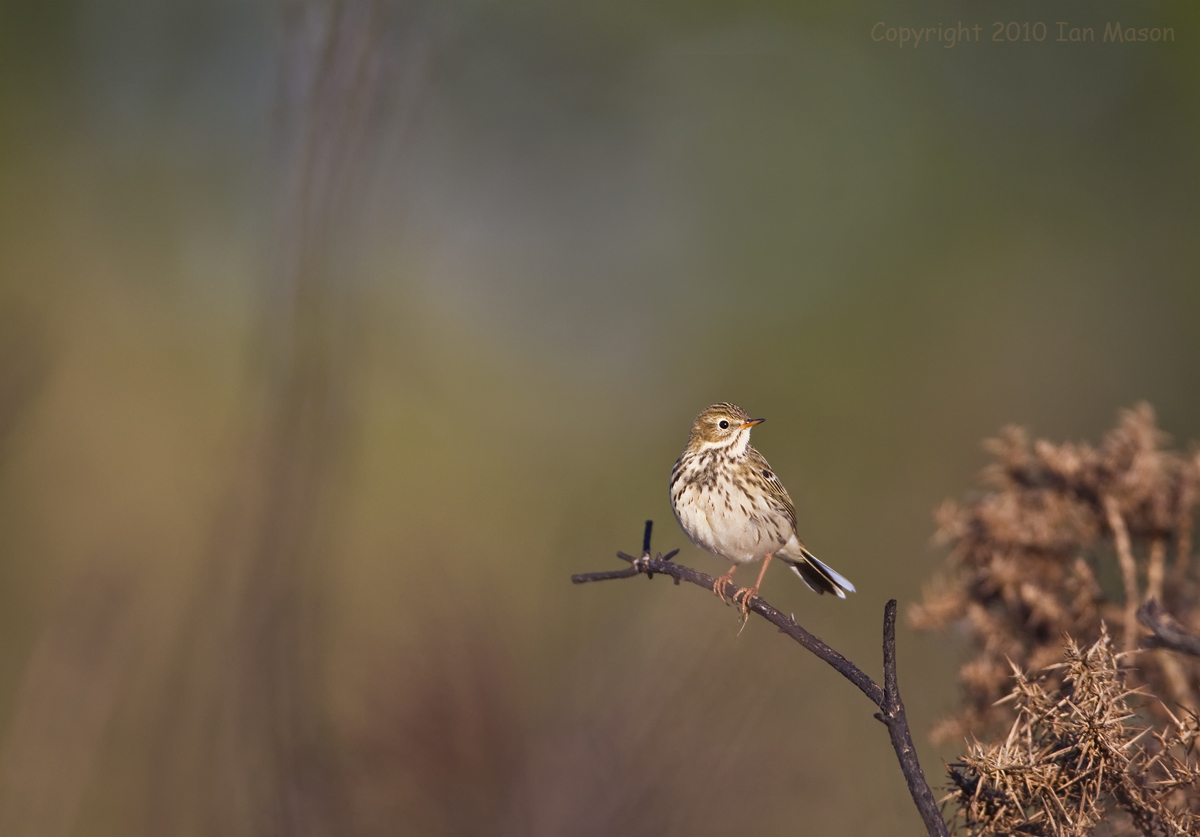 Meadow Pipit