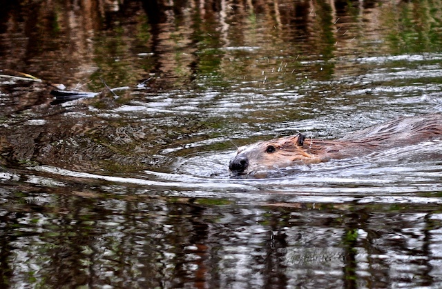 Wyoming Beaver