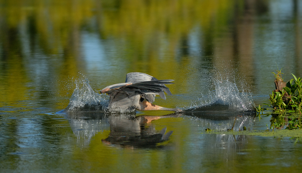GBH 