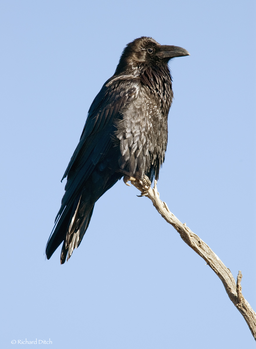 Common Raven